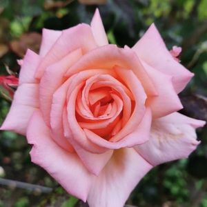 Meet your Posher, Helen